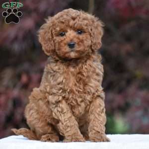 Tyler, Miniature Poodle Puppy